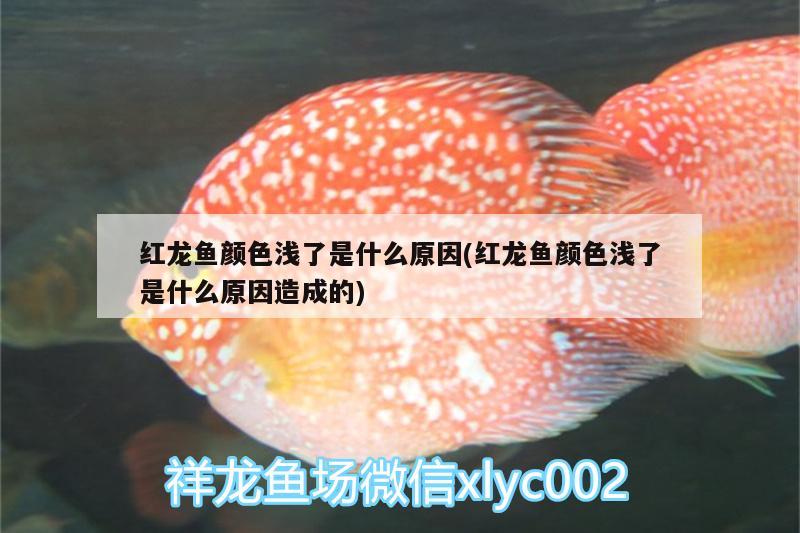 红龙鱼颜色浅了是什么原因(红龙鱼颜色浅了是什么原因造成的)