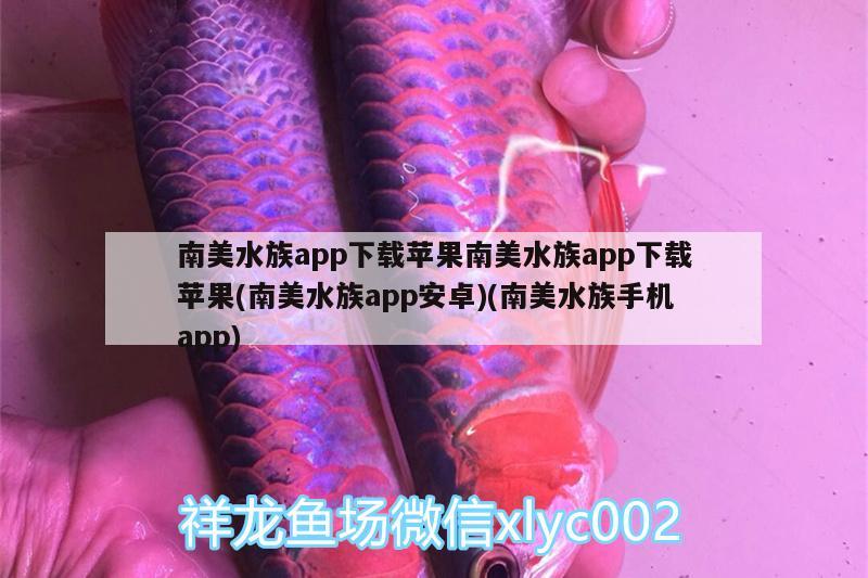 南美水族app下载苹果南美水族app下载苹果(南美水族app安卓)(南美水族手机app)