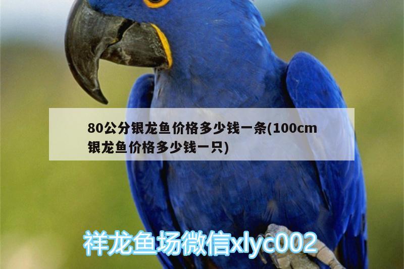 80公分银龙鱼价格多少钱一条(100cm银龙鱼价格多少钱一只)