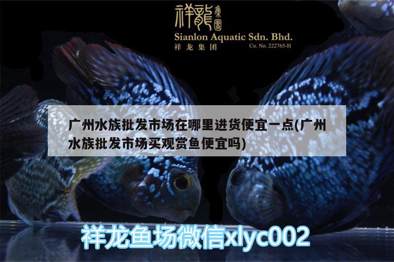 广州水族批发市场在哪里进货便宜一点(广州水族批发市场买观赏鱼便宜吗)