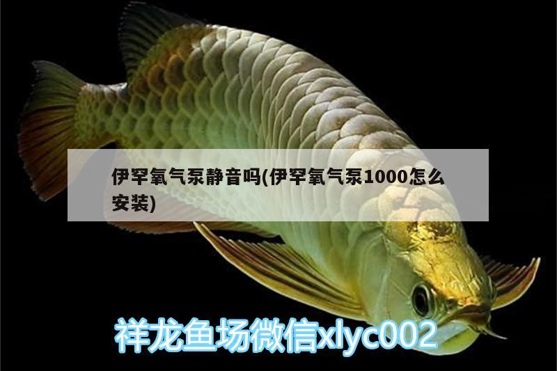 伊罕氧气泵静音吗(伊罕氧气泵1000怎么安装)