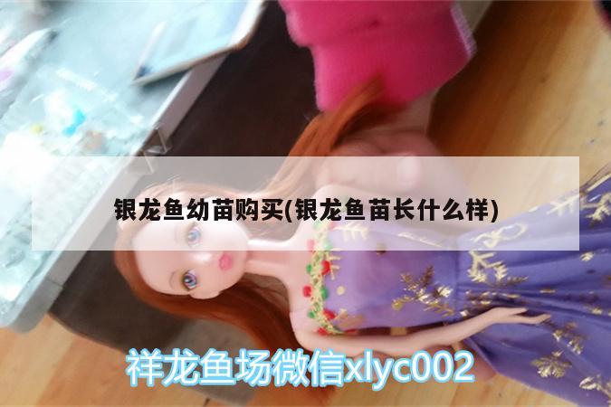 银龙鱼幼苗购买(银龙鱼苗长什么样)