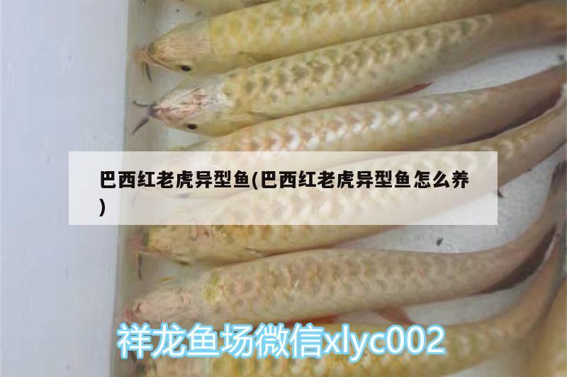 巴西红老虎异型鱼(巴西红老虎异型鱼怎么养)