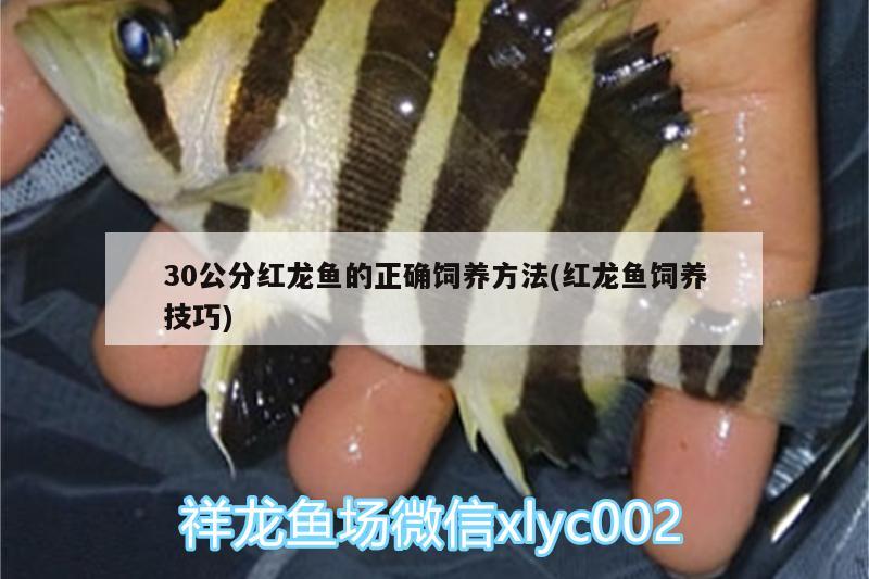 30公分红龙鱼的正确饲养方法(红龙鱼饲养技巧) 广州龙鱼批发市场