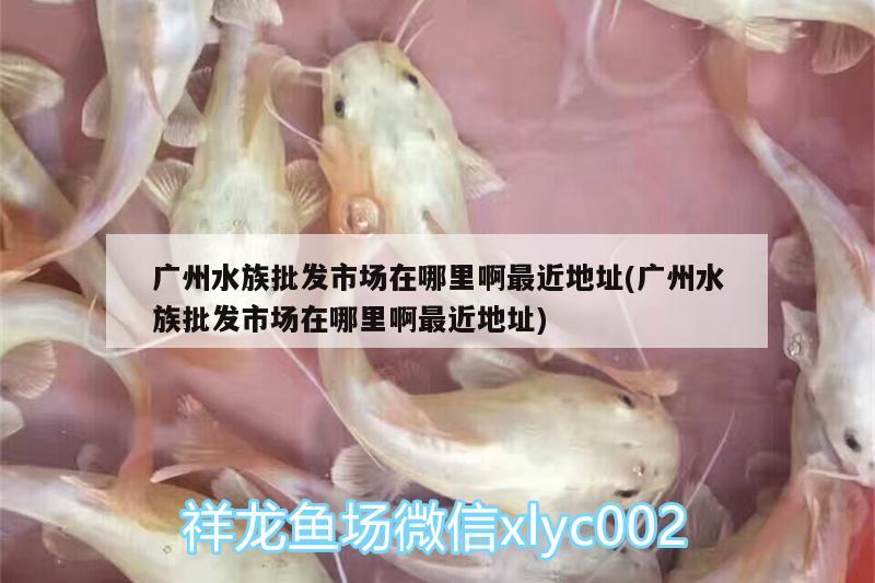 广州水族批发市场在哪里啊最近地址(广州水族批发市场在哪里啊最近地址) 观赏鱼水族批发市场