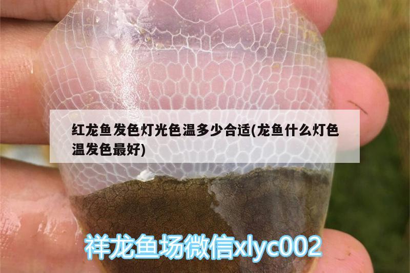 红龙鱼发色灯光色温多少合适(龙鱼什么灯色温发色最好)