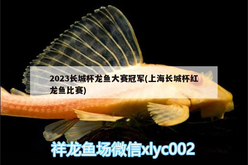 2023长城杯龙鱼大赛冠军(上海长城杯红龙鱼比赛)