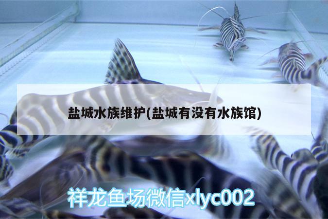 盐城水族维护(盐城有没有水族馆) 鱼缸/水族箱