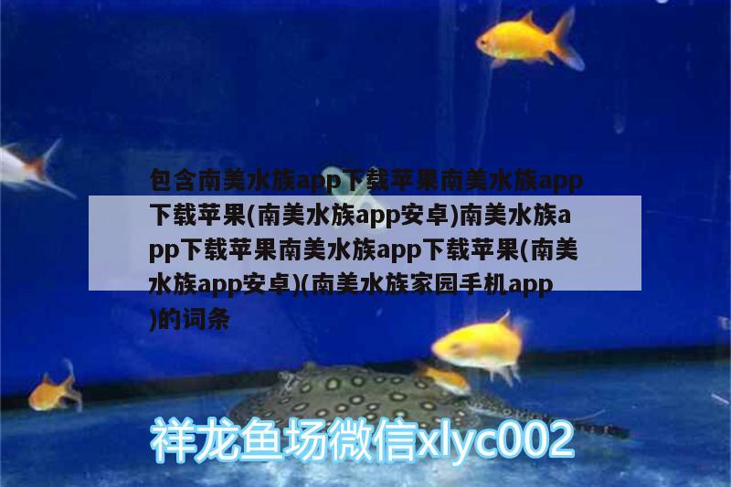 包含南美水族app下载苹果南美水族app下载苹果(南美水族app安卓)南美水族app下载苹果南美水族app下载苹果(南美水族app安卓)(南美水族家园手机app)的词条 名贵锦鲤鱼