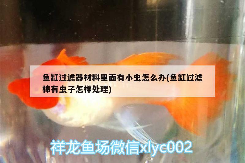 鱼缸过滤器材料里面有小虫怎么办(鱼缸过滤棉有虫子怎样处理)