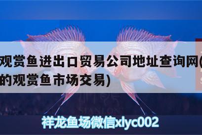 广州观赏鱼进出口贸易公司地址查询网(广州最大的观赏鱼市场交易) 观赏鱼进出口