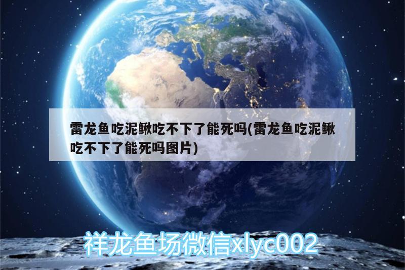 雷龙鱼吃泥鳅吃不下了能死吗(雷龙鱼吃泥鳅吃不下了能死吗图片)