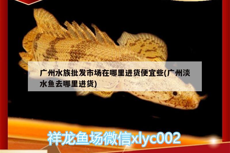 广州水族批发市场在哪里进货便宜些(广州淡水鱼去哪里进货) 观赏鱼水族批发市场