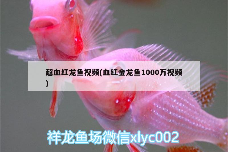 超血红龙鱼视频(血红金龙鱼1000万视频)