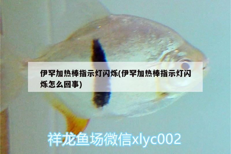 伊罕加热棒指示灯闪烁(伊罕加热棒指示灯闪烁怎么回事)