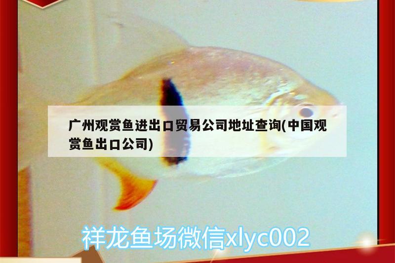 广州观赏鱼进出口贸易公司地址查询(中国观赏鱼出口公司)