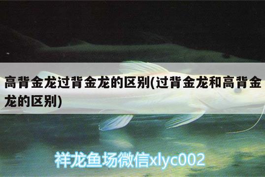 高背金龙过背金龙的区别(过背金龙和高背金龙的区别) 非洲金鼓鱼