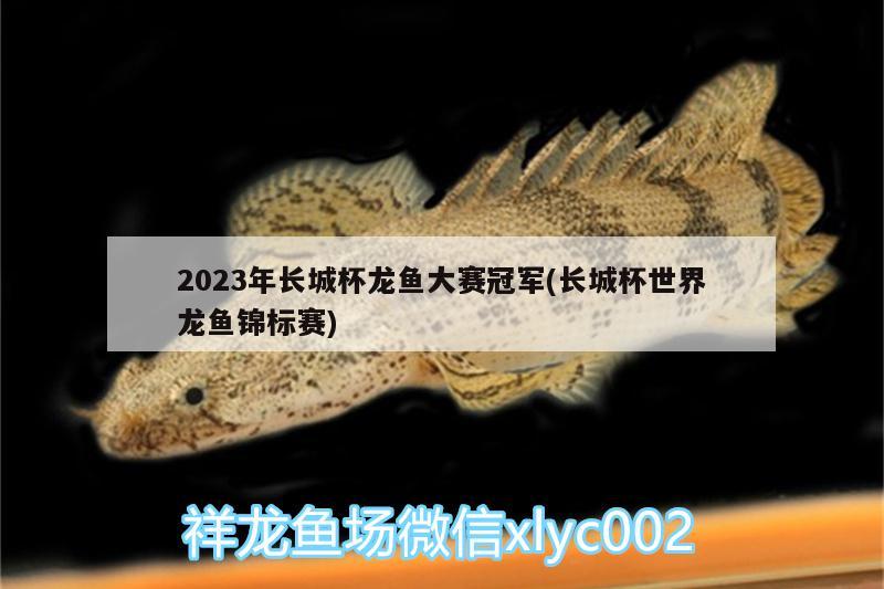 2023年长城杯龙鱼大赛冠军(长城杯世界龙鱼锦标赛)