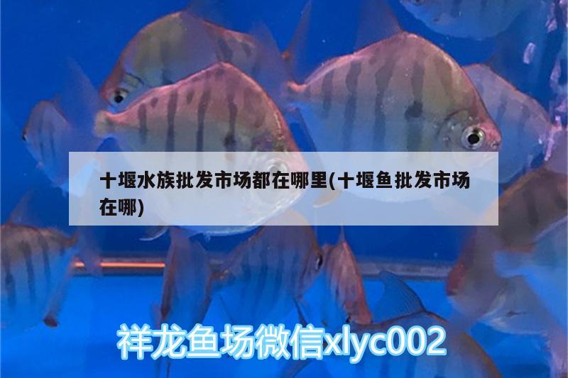 十堰水族批发市场都在哪里(十堰鱼批发市场在哪)