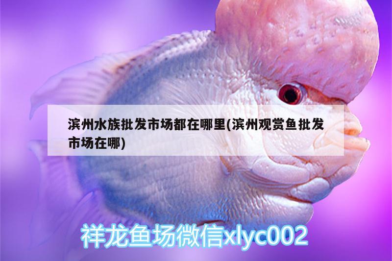 滨州水族批发市场都在哪里(滨州观赏鱼批发市场在哪)