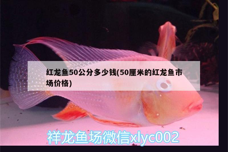 红龙鱼50公分多少钱(50厘米的红龙鱼市场价格) 白子关刀鱼