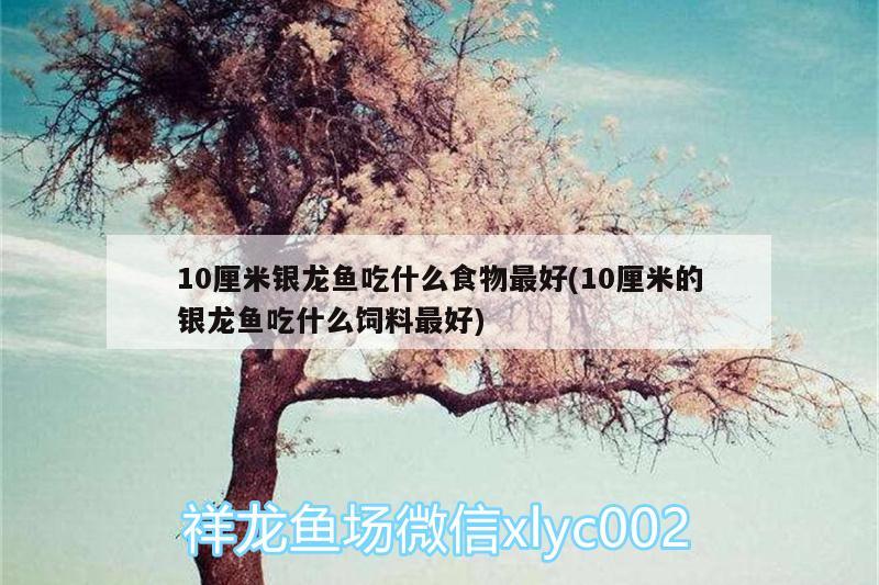 10厘米银龙鱼吃什么食物最好(10厘米的银龙鱼吃什么饲料最好) 银龙鱼