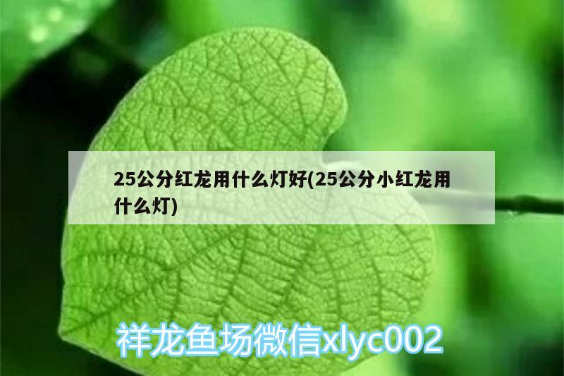 25公分红龙用什么灯好(25公分小红龙用什么灯)