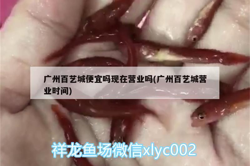 广州百艺城便宜吗现在营业吗(广州百艺城营业时间) 水族杂谈