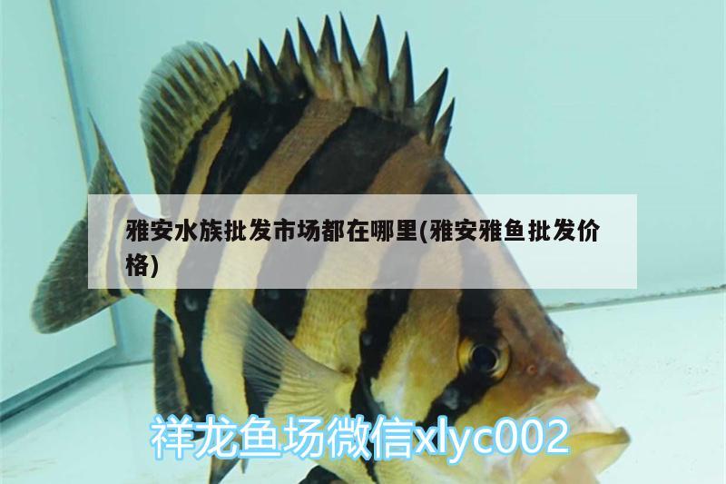 雅安水族批发市场都在哪里(雅安雅鱼批发价格)