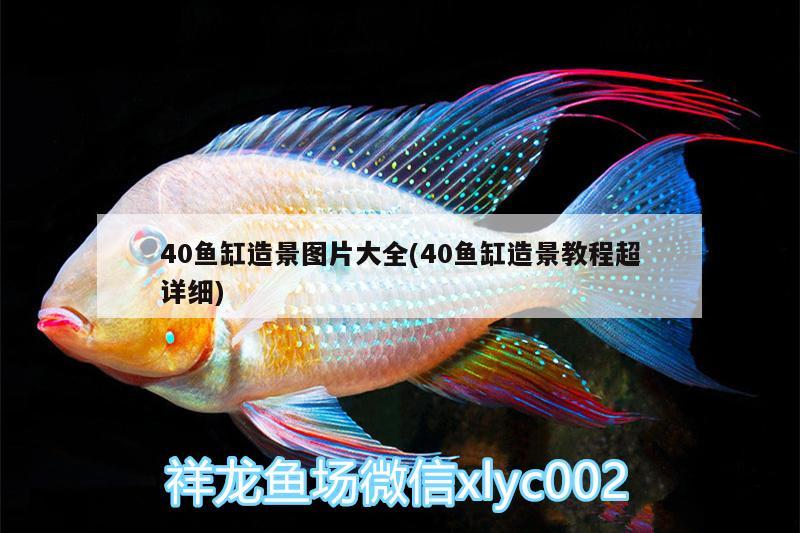 40鱼缸造景图片大全(40鱼缸造景教程超详细) 大白鲨鱼苗