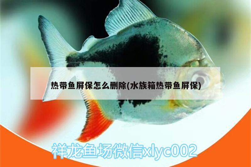 热带鱼屏保怎么删除(水族箱热带鱼屏保)