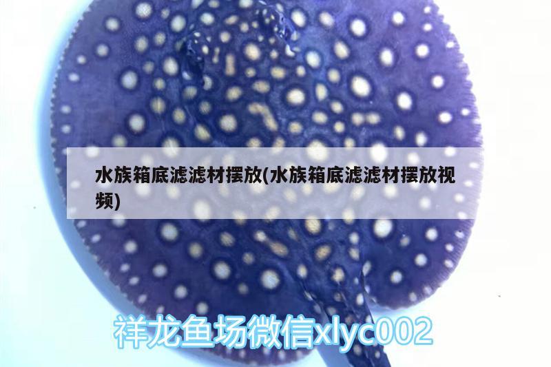 水族箱底滤滤材摆放(水族箱底滤滤材摆放视频) 鱼缸/水族箱