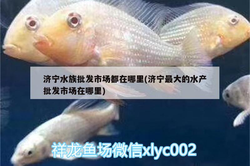 济宁水族批发市场都在哪里(济宁最大的水产批发市场在哪里) 观赏鱼水族批发市场