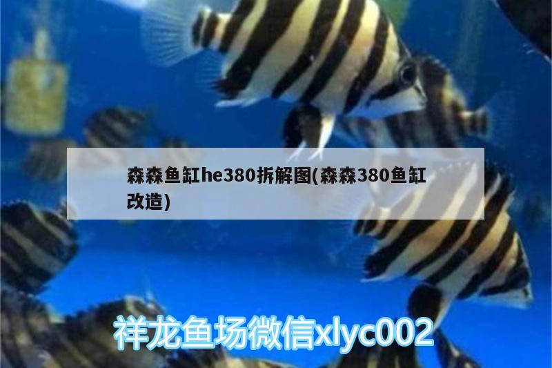 森森鱼缸he380拆解图(森森380鱼缸改造) 金老虎鱼