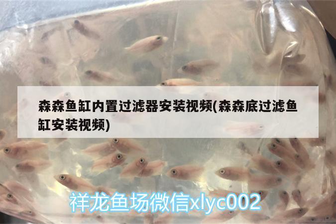 森森鱼缸内置过滤器安装视频(森森底过滤鱼缸安装视频) 申古银版鱼