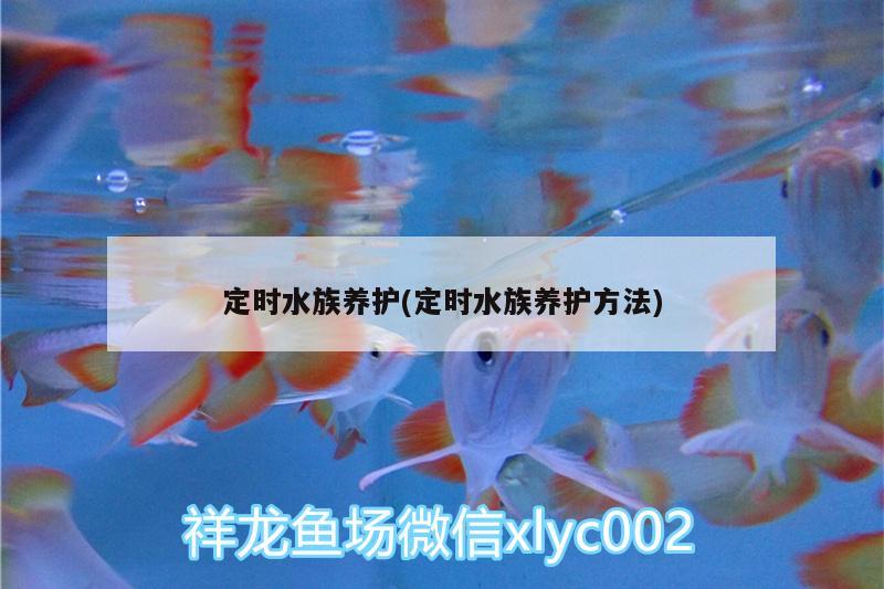 定时水族养护(定时水族养护方法)