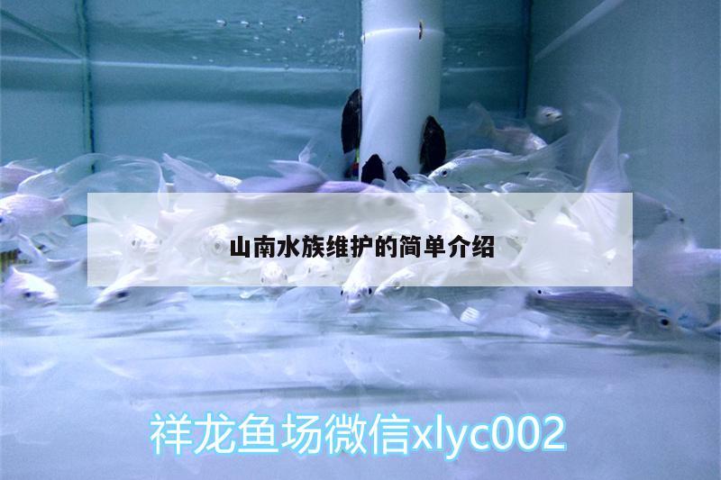 山南水族维护的简单介绍 奈及利亚红圆点狗头