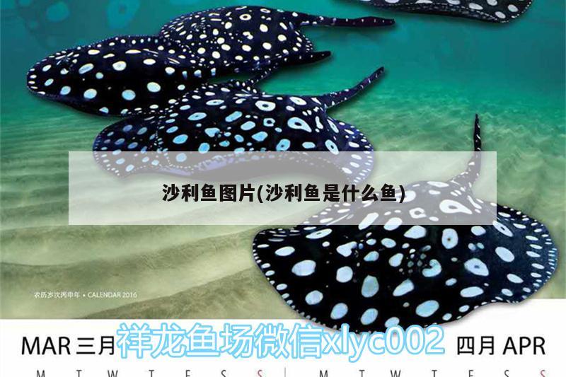 沙利鱼图片(沙利鱼是什么鱼) 鱼缸/水族箱