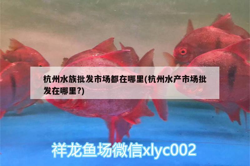 杭州水族批发市场都在哪里(杭州水产市场批发在哪里?)