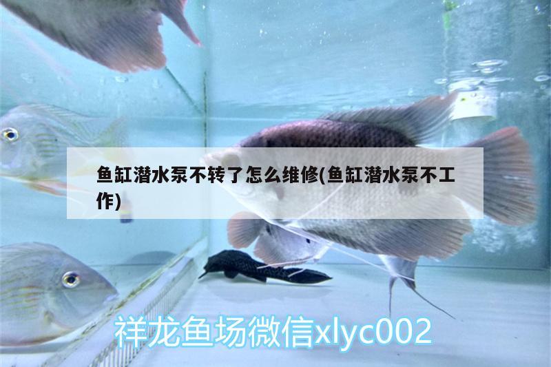 鱼缸潜水泵不转了怎么维修(鱼缸潜水泵不工作)