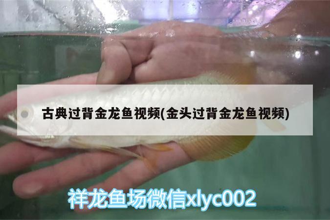 古典过背金龙鱼视频(金头过背金龙鱼视频) 古典过背金龙鱼 第2张