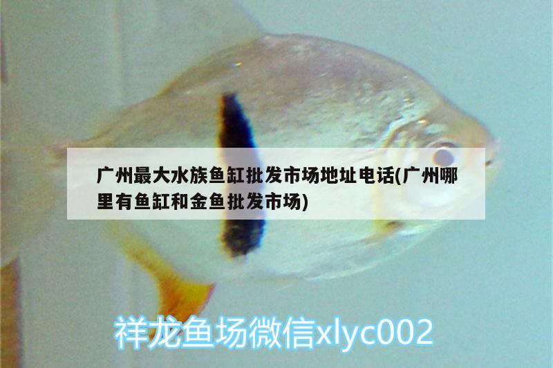 广州最大水族鱼缸批发市场地址电话(广州哪里有鱼缸和金鱼批发市场) 观赏鱼百科