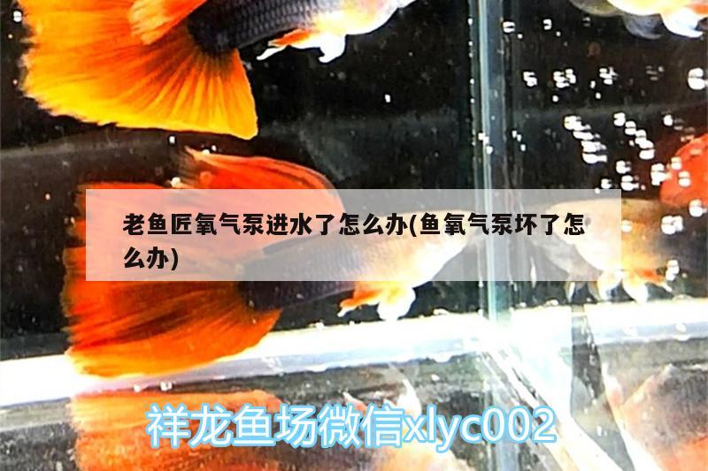 老鱼匠氧气泵进水了怎么办(鱼氧气泵坏了怎么办)