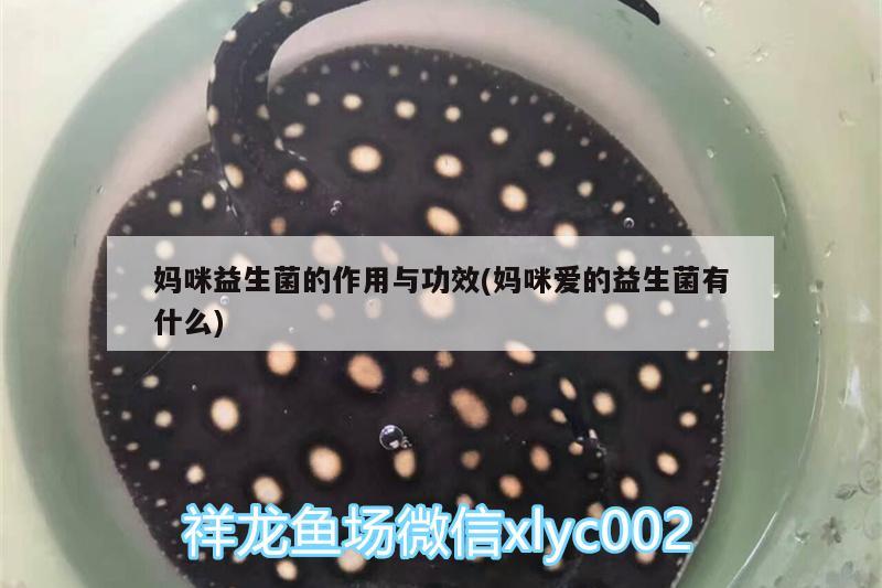 妈咪益生菌的作用与功效(妈咪爱的益生菌有什么) 蓝底过背金龙鱼 第1张