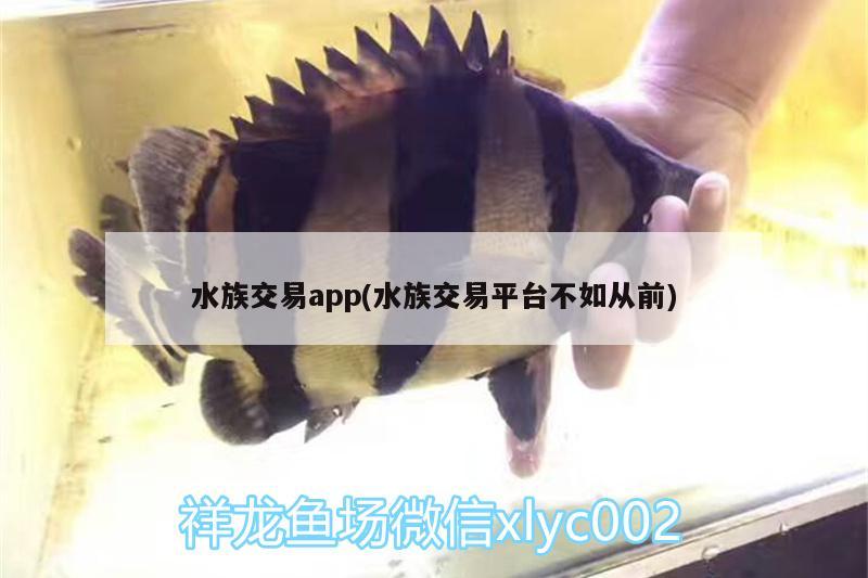 水族交易app(水族交易平台不如从前) 玫瑰银版鱼