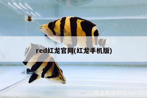 red红龙官网(红龙手机版)