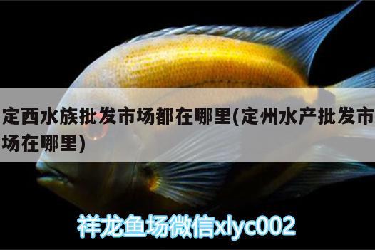 定西水族批发市场都在哪里(定州水产批发市场在哪里) 观赏鱼水族批发市场