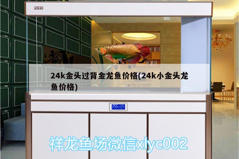 24k金头过背金龙鱼价格(24k小金头龙鱼价格)