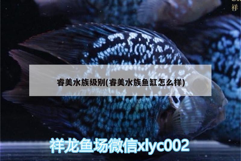 睿美水族级别(睿美水族鱼缸怎么样)