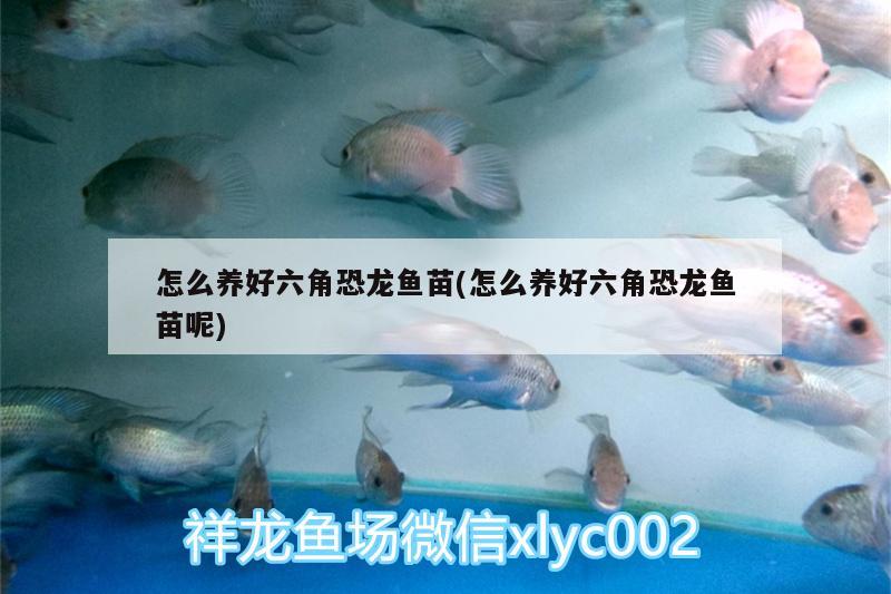 怎么养好六角恐龙鱼苗(怎么养好六角恐龙鱼苗呢) 祥龙水族滤材/器材